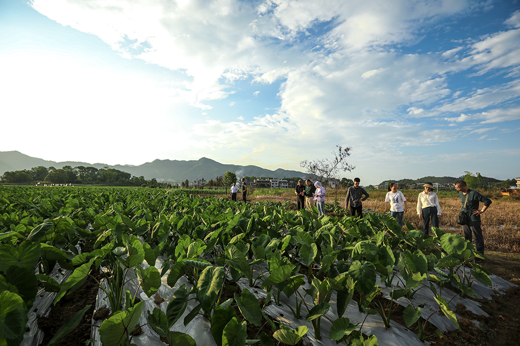 主题教育开新篇 党建联盟受点赞 ——衡阳幼儿师专机关第五党支部主题党日活动助力乡村振兴侧记 主题教育开新篇 党建联盟受点赞 ——衡阳幼儿师专机关第五党支部主题党日活动助力乡村振兴侧记